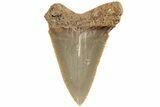 1.95" Serrated Angustidens Tooth - Megalodon Ancestor - #202399-1